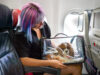 How Can You Deal With Pets While Traveling? Traveling with Pets