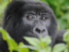 Visit Uganda’s Gorillas in Bwindi Impenetrable Forest Bwindi Mountain Gorilla