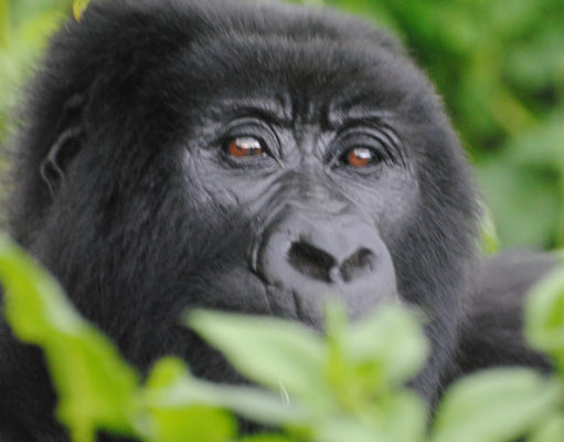 Visit Uganda’s Gorillas in Bwindi Impenetrable Forest Bwindi Mountain Gorilla