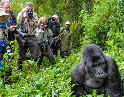 Gorilla Trekking: 5 Tips for a Successful Trek in Africa Gorilla Trekking Success Rate