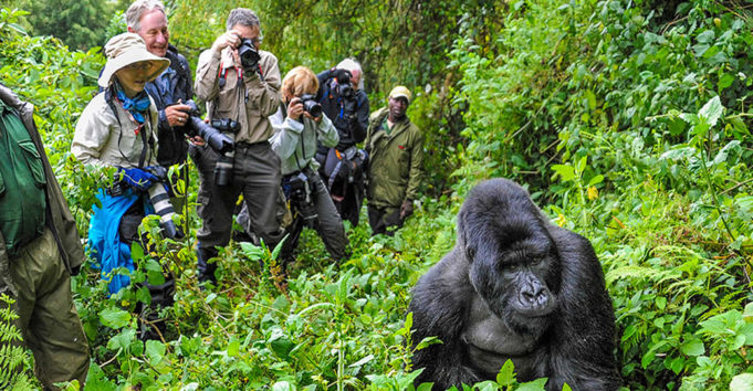 Gorilla Trekking Success Rate