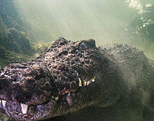 Inside the Secret Lairs of the Crocodiles of Botswana Botswana Crocodiles