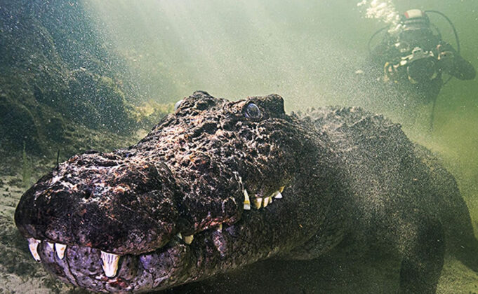 Botswana Crocodiles