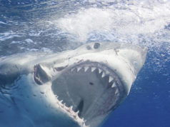 Swimming With The Great White Shark Great White Shark