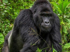 Is it Safe to Go Gorilla Trekking in Uganda? Uganda Gorilla
