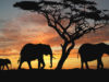 African Safaris: Which Safari Suits You? African Safari