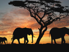 African Safaris: Which Safari Suits You? African Safari