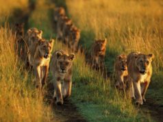 Best African Safari Operators & Destinations of Operation African Safari in Style