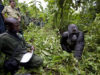 How to Book Discounted Gorilla Safaris in Congo Gorilla Trekking in Virunga
