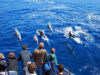Travel to the Azores for Whale Watching Fun Azores Whale Watching