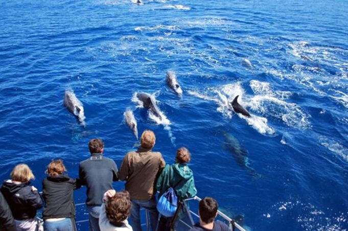 Azores Whale Watching