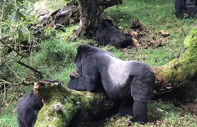 Gorilla Habituation Experience