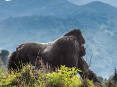 Gorilla Trekking: Best Places to See Gorillas Volcanoes National Park Rwanda