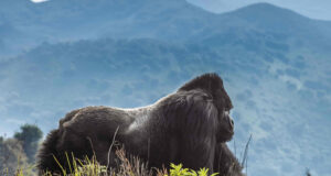 Gorilla Trekking: Best Places to See Gorillas Volcanoes National Park Rwanda