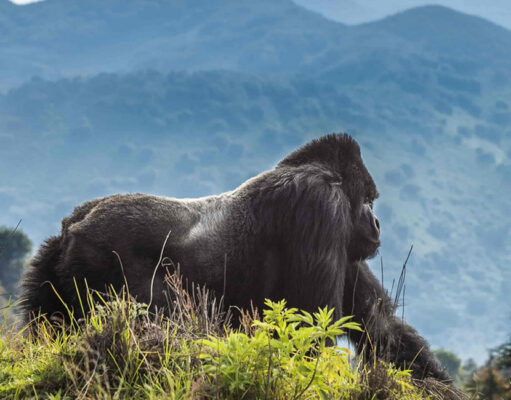Gorilla Trekking: Best Places to See Gorillas Volcanoes National Park Rwanda