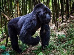 Why Gorilla Trekking is Expensive Luxury Gorila Trekking Safari