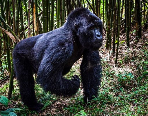 Why Gorilla Trekking is Expensive Luxury Gorila Trekking Safari