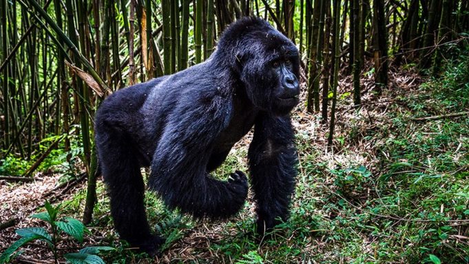 Luxury Gorila Trekking Safari