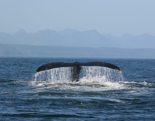 Whale Watching Around the LA and San Francisco Coast Whale Watching