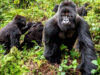 Going on Safari in DR Congo: Important Tips to Know Congo Gorilla