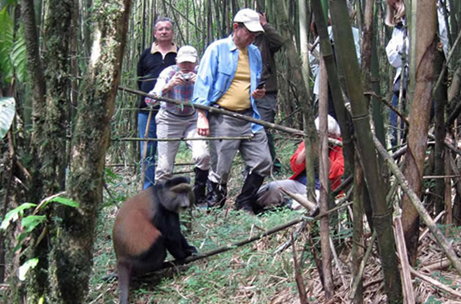 Golden Monkey Tracking in Uganda
