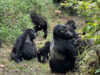 Guide to Gorilla Trekking in Rwanda Gorilla Trek Rwanda
