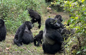 Guide to Gorilla Trekking in Rwanda Gorilla Trek Rwanda
