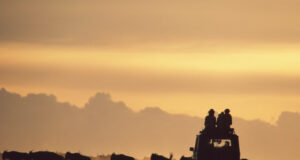 Best 5 Countries to Visit for a Safari Africa Safari