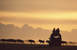 Best 5 Countries to Visit for a Safari Africa Safari