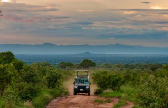 Self-Drive Vs Guided Tours In East Africa East Africa Parks
