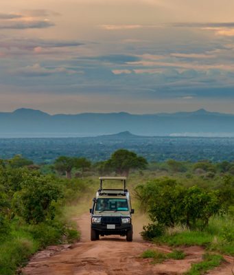 Self-Drive Vs Guided Tours In East Africa East Africa Parks